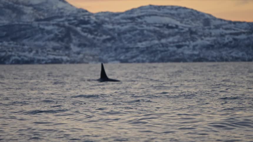 A lone orca's dorsal fin glides through the tranquil arctic sea against a backdrop of snowy mountains at sunset