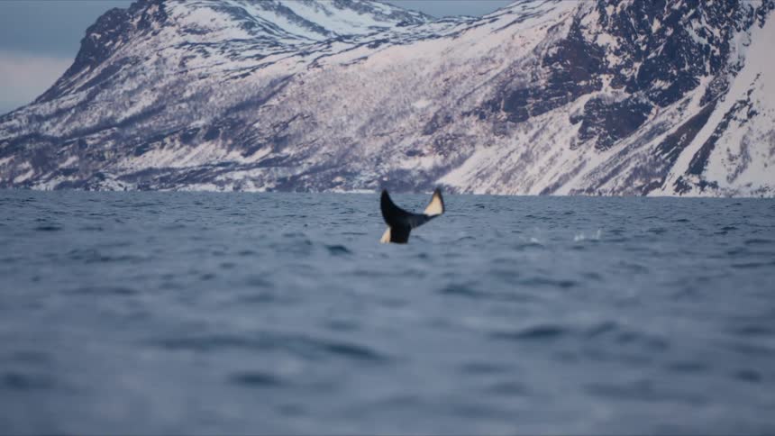 A majestic orca whale gracefully dives into the cold arctic waters, its tail fin silhouetted against a backdrop of snowy mountains