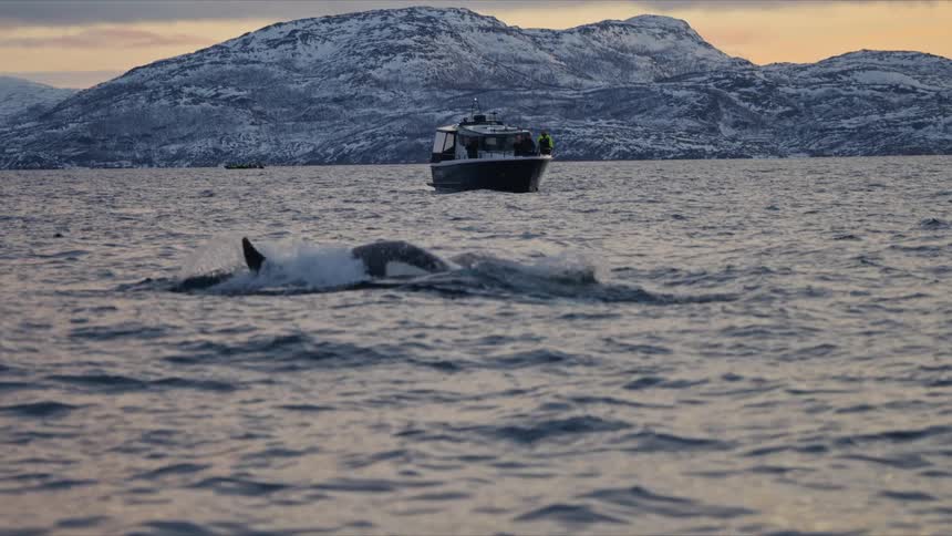 A majestic killer whale gracefully swims and dives in the arctic ocean at sunset as a tour boat watches from a distance
