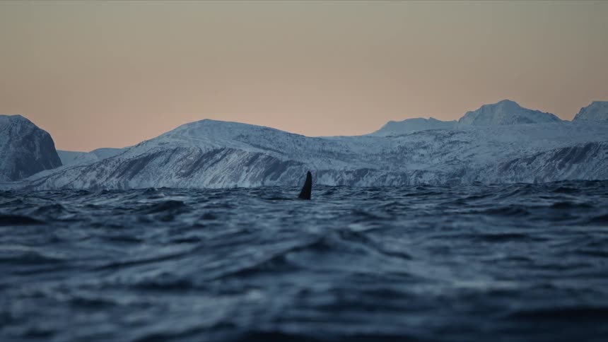 Slow motion shot of an orca's fin surfacing in the arctic sea with snow-covered mountains in the background at sunset