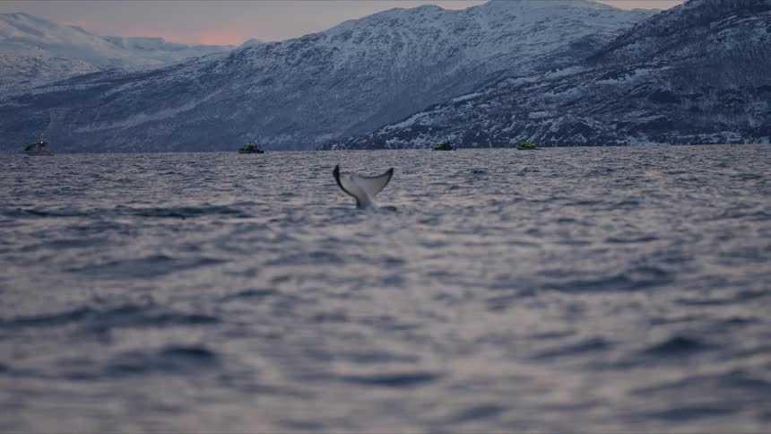 A stunning slow-motion shot captures a whale's tail gracefully diving into the icy waters of a fjord with snowy mountains in the background