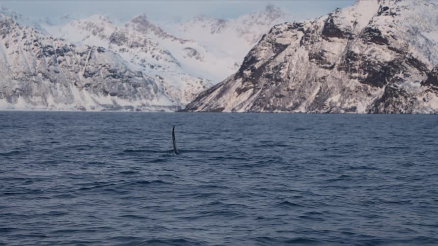 An orca's dorsal fin slowly submerges into the cold ocean water with a stunning backdrop of snowy mountains in slow motion