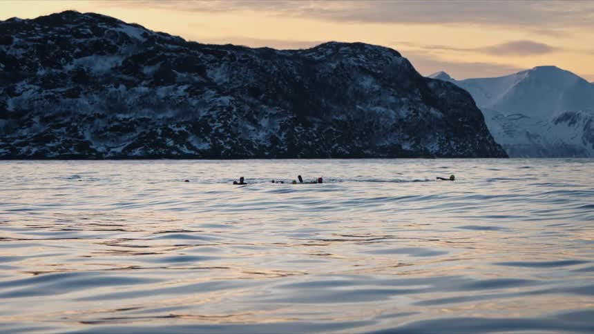 A brave group of open water swimmers navigates the frigid waters of a fjord at dusk, set against a backdrop of snowy mountains