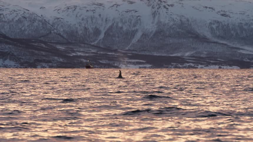 Majestic orcas swim through a tranquil arctic fjord at sunset, their dorsal fins slicing through the pink-hued water with snow-covered mountains in the background