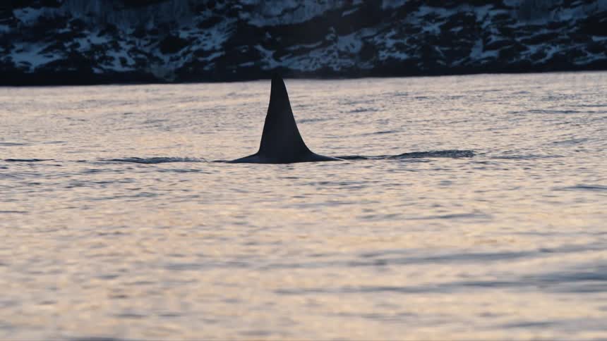 A magnificent orca surfaces and spouts water before gracefully diving into the tranquil, cold ocean in slow motion