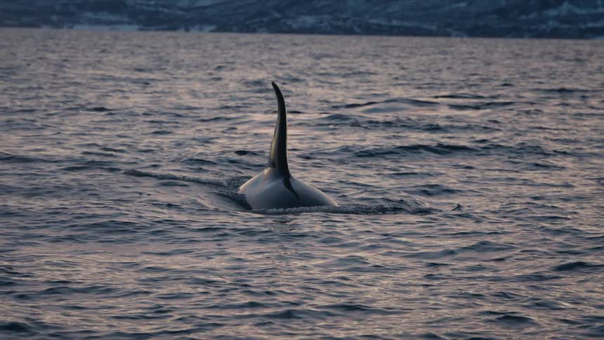 Slow motion shot of an Orca whale swimming at the surface of the cold Norwegian sea and then diving back under