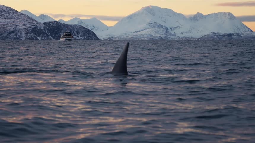 A majestic orca surfaces in the arctic ocean at sunset, its dorsal fin cutting through the water with a snowy mountain landscape and a whale-watching boat in the distance