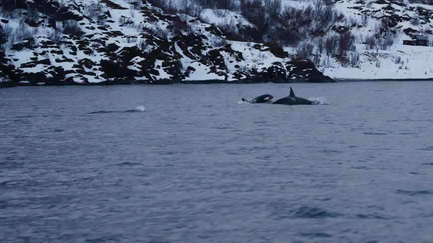 A pod of orcas gracefully surfaces and swims through the frigid waters of a snowy fjord in slow motion