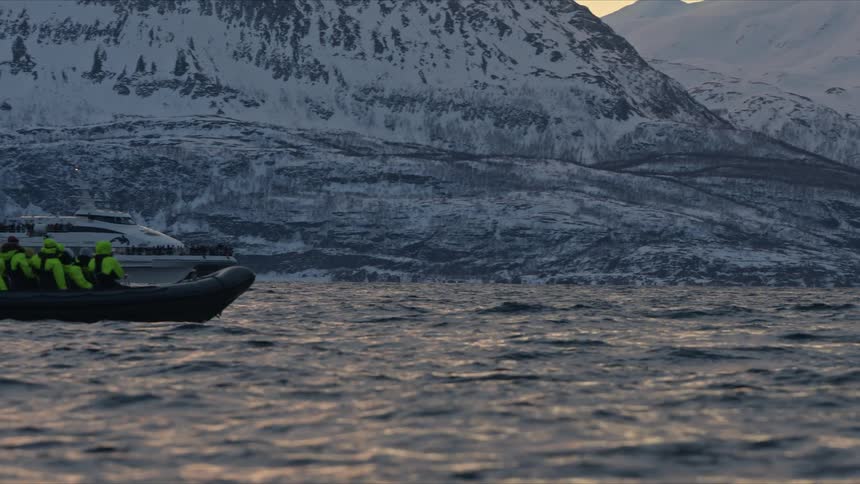Slow-motion shot of tourists on boats observing an orca whale in a Norwegian fjord with a majestic snowy mountain backdrop