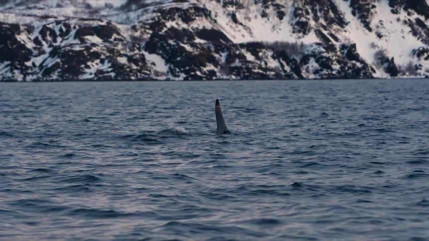 A majestic orca surfaces and gracefully swims in the calm, cold waters of a fjord, with its dorsal fin slicing through the surface against a snowy mountain backdrop