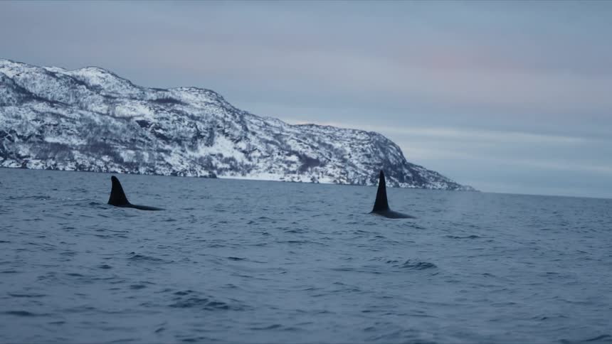 A pod of orcas swim gracefully through the cold Arctic waters with snow-covered mountains in the background