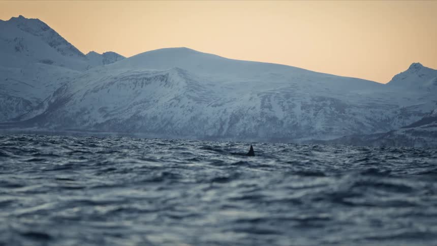 A lone orca surfaces in the arctic ocean, its fin visible above the waves against a backdrop of snow-capped mountains at sunset