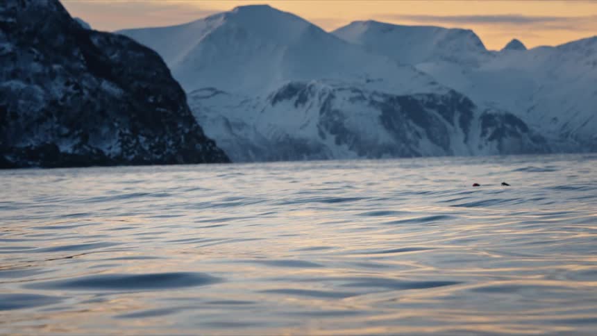 A group of open-water swimmers brave the frigid arctic ocean at sunrise, with massive snow-covered mountains in the background