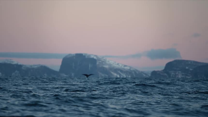 In slow motion, a humpback whale's fluke rises from the arctic ocean against a stunning backdrop of snowy fjords at twilight