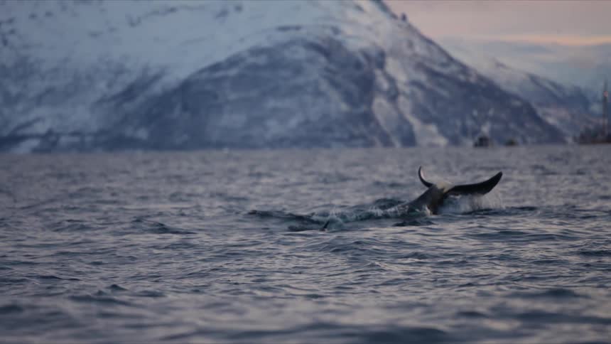 A majestic orca dives deep into the cold waters of an arctic fjord, its tail fluke silhouetted against snow-covered mountains