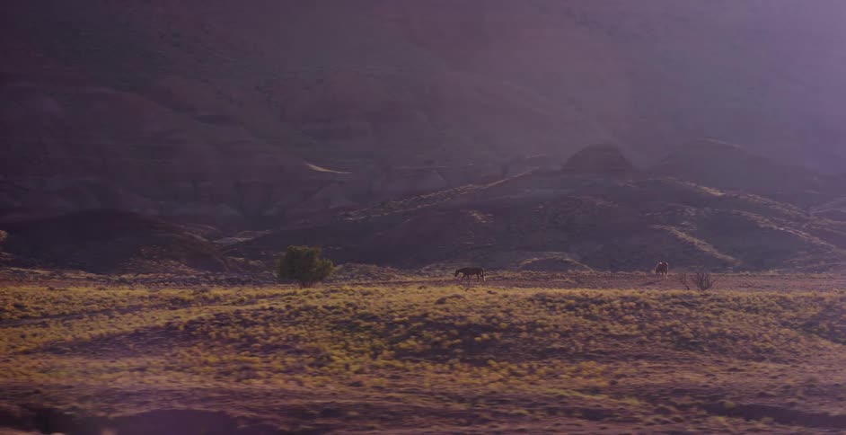 Wild donkeys graze in a vast, arid valley at sunrise, filmed from a moving vehicle with dreamy lens flare