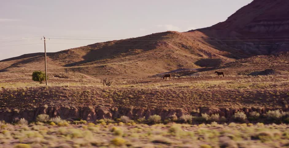 A slow-motion tracking shot captures two horses grazing in a vast, sun-drenched desert landscape with rolling hills