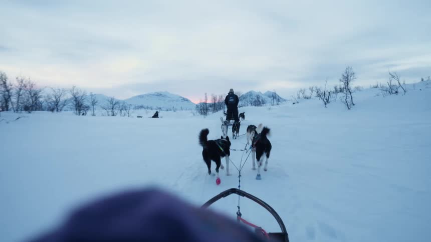 Point-of-view shot of a team of huskies pulling a sled through a vast snowy landscape in the Arctic at twilight