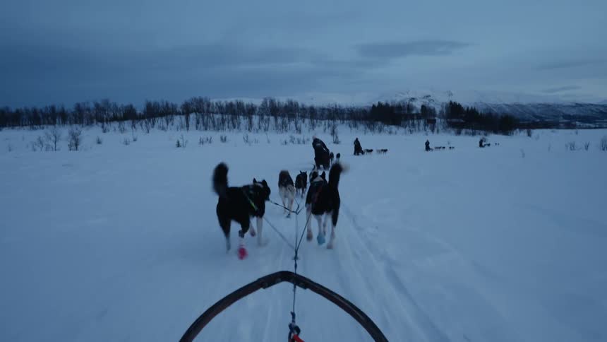 A first-person view from a dog sled as a team of energetic huskies pulls it across a vast snowy landscape at dusk