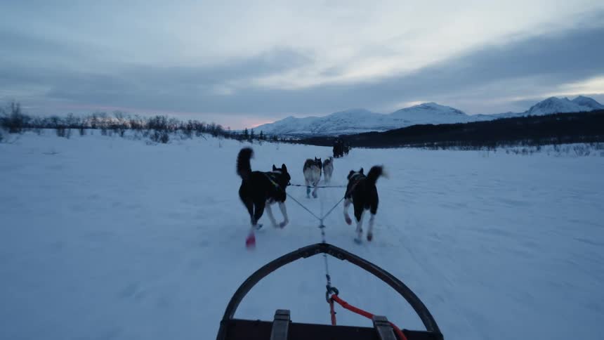 A first-person perspective from a dog sled as a team of energetic huskies pull it across a vast, snowy landscape at twilight