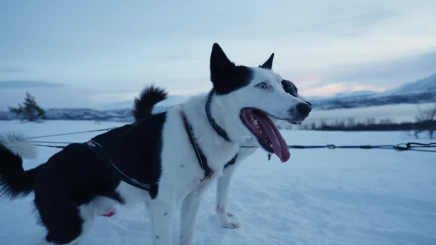 A beautiful black and white husky with striking blue eyes pants in slow motion while harnessed to a sled in a vast snowy landscape