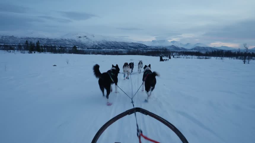 A first-person view of a dog sledding adventure as a team of huskies pull a sled through a vast snowy landscape at dusk