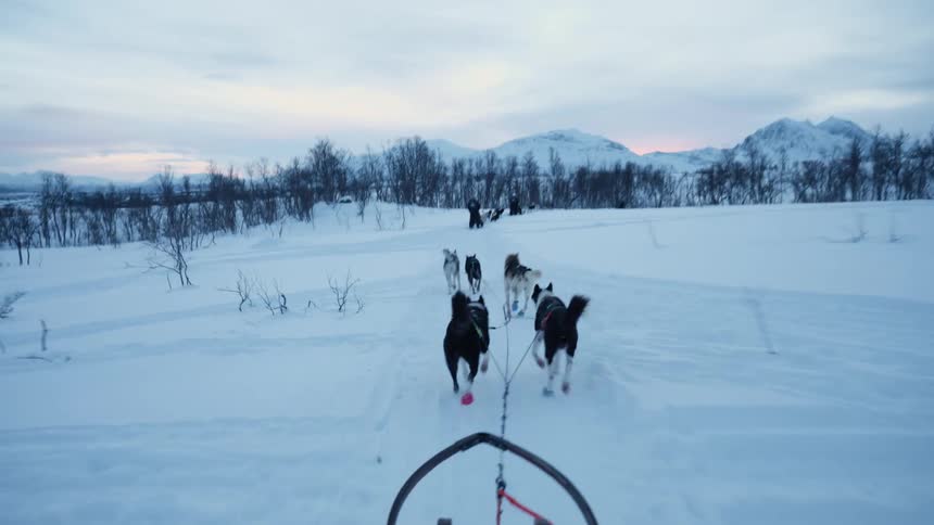 First-person perspective of an exhilarating dog sledding adventure as a team of huskies races across a snowy arctic landscape at twilight