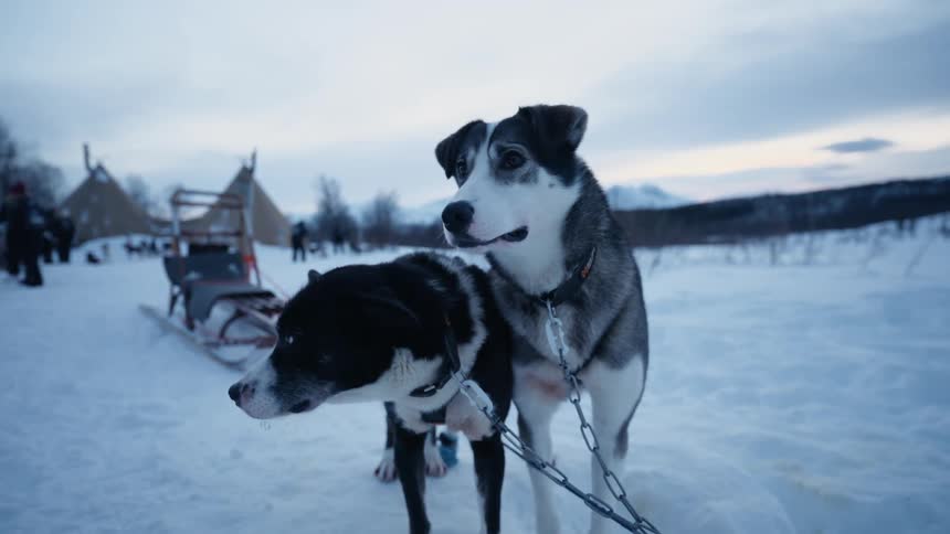 Two loyal sled dogs stand alert in a snowy landscape with a sled and traditional teepees in the background