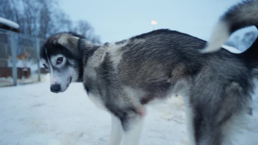 A curious Alaskan Husky walks slowly towards the camera in a snowy kennel at dusk