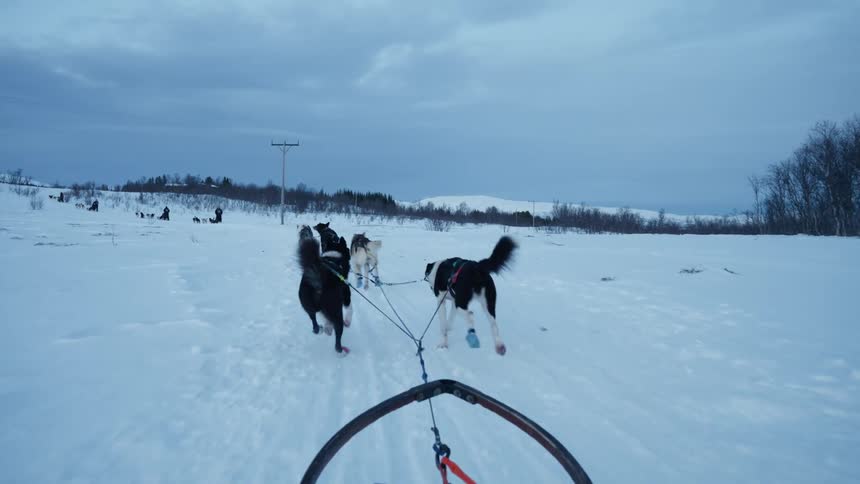 A first-person slow-motion view from a dog sled as a team of energetic huskies pull it through a vast, snowy arctic landscape