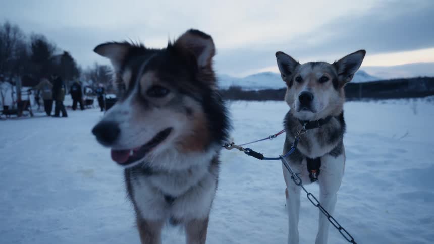 A close-up shot of two husky sled dogs harnessed and waiting patiently in a vast, snowy landscape at dusk