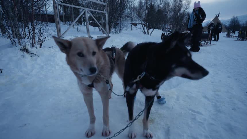 A pair of harnessed sled dogs, one black and one tan, wait patiently in the snow at a winter camp, tails wagging with anticipation