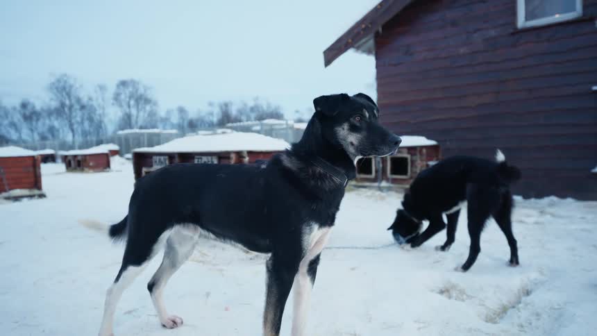 Alert black and white sled dog standing in a snowy kennel with other huskies