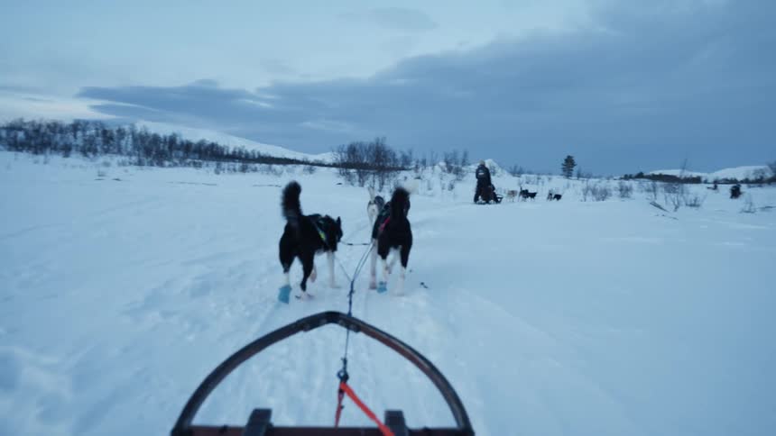 A first-person view of a team of husky dogs pulling a sled through a vast snowy landscape in slow motion
