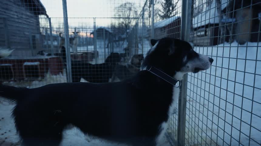 A beautiful black and white husky stands inside a kennel on a cold and snowy winter's dusk