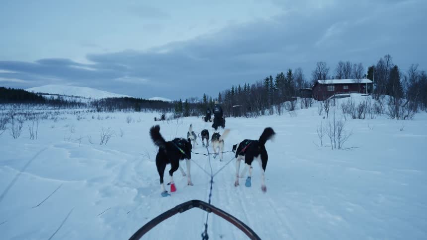 First-person view of an energetic team of sled dogs pulling a sled through a vast snowy landscape at dusk