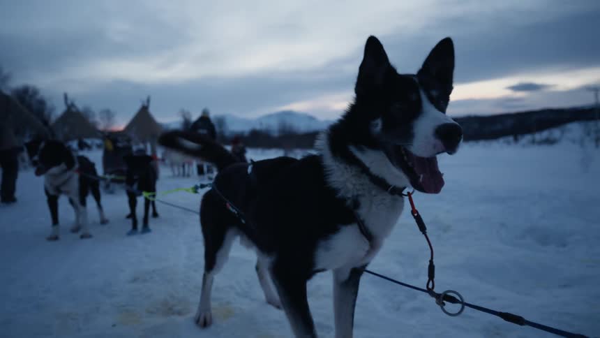 A slow-motion close-up of a beautiful husky sled dog panting excitedly while harnessed in the snow at dusk