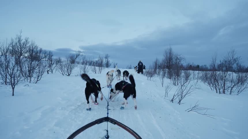 First-person view of a dog sled team pulling through a snowy tundra landscape during the winter twilight