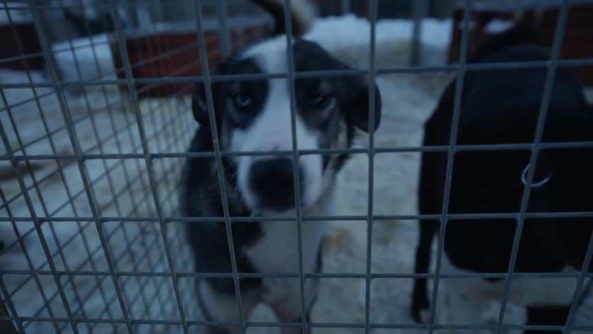 A slow-motion close-up of curious and playful husky sled dogs with striking blue eyes looking through a kennel fence