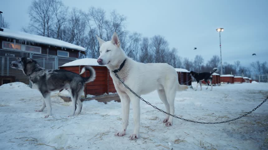 Two husky sled dogs are chained up in the snow outside their kennels as one begins to howl