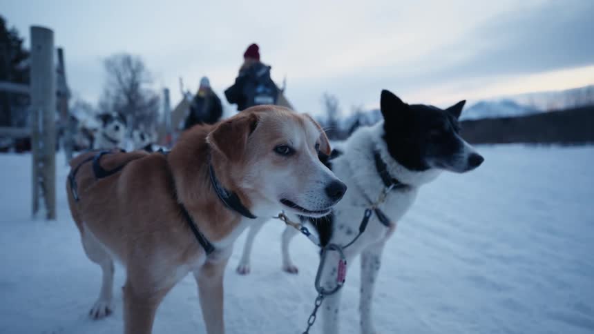 Two sled dogs in harnesses patiently wait in the snow before pulling a sled through the arctic landscape