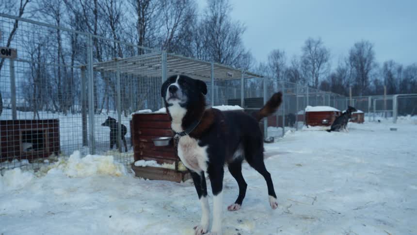 A beautiful black and white husky mix howls and stretches on a cold winter day in its snowy outdoor kennel