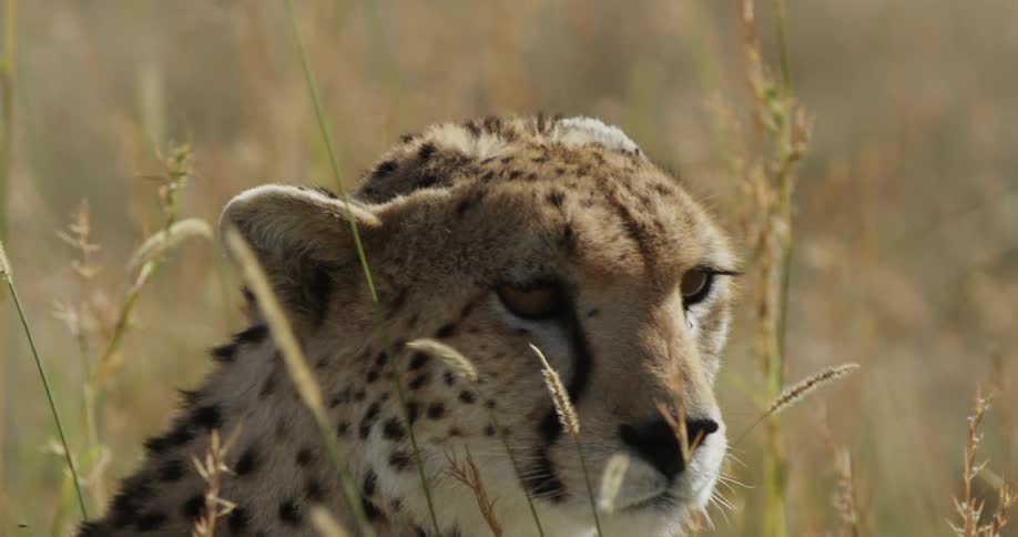 Cheetah sitting in tall grass