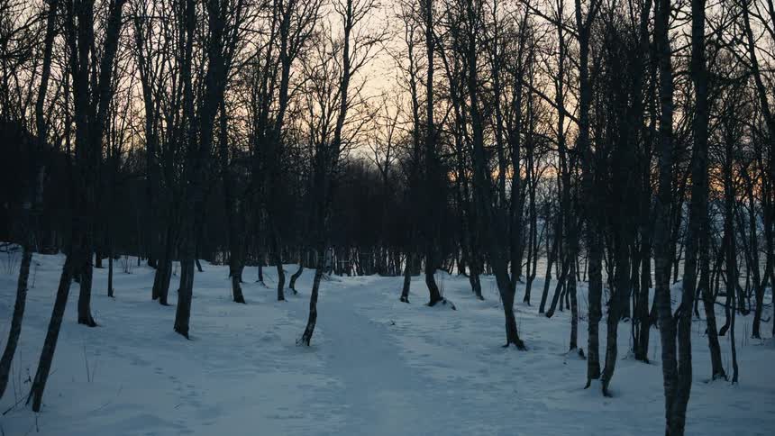 A quiet, snowy path winds through a dark forest of bare trees at dusk