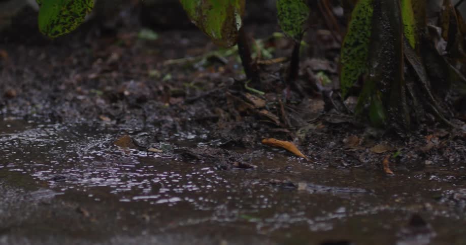 A slow-motion close-up of gentle rain falling onto muddy ground and forming a rippling puddle
