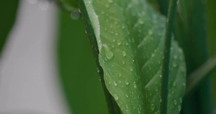 Water droplets collect on the surface of a lush green plant leaf during a gentle rain in a slow-motion macro shot