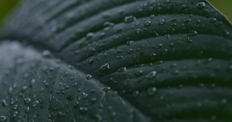 An extreme close-up of water droplets from a gentle rain resting on the surface of a large green leaf