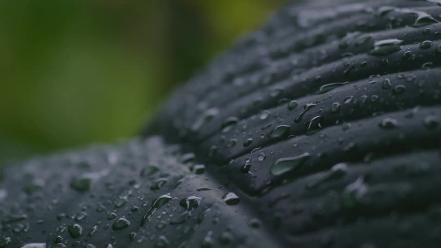 Water splashes onto a wet, dark green leaf in a serene, slow-motion close-up