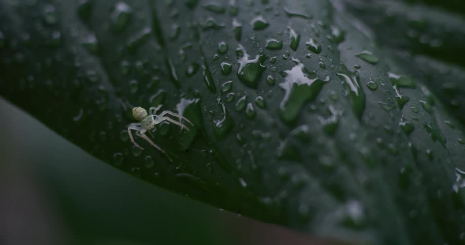 A tiny pale green crab spider carefully crawls across a dark green leaf covered in shimmering water droplets