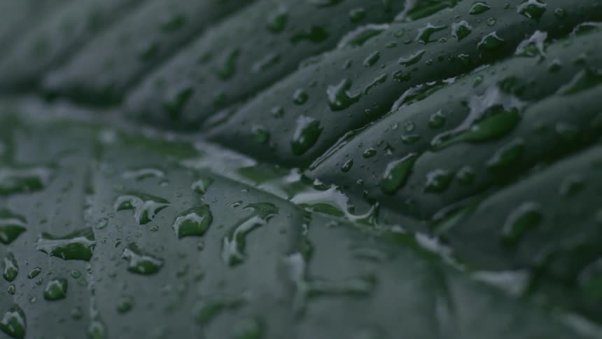 A macro close-up of fresh raindrops beading on the surface of a large, dark green leaf